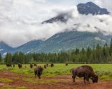 The reintroduction of bison can help restore biodiversity. 